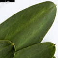 SpeciesSub: subsp. sophorae